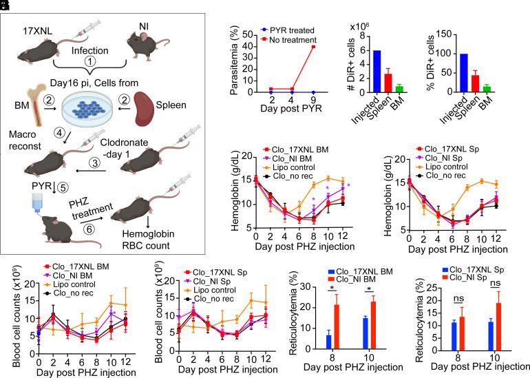 https://cdn.ncbi.nlm.nih.gov/pmc/blobs/34ab/10556621/e6cb84301d83/pnas.2311557120fig06.jpg