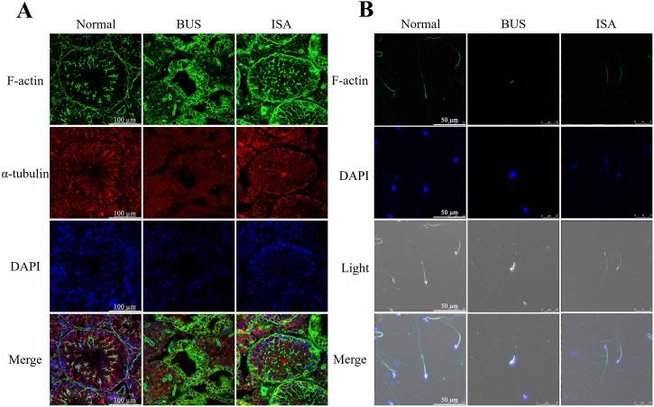 https://cdn.ncbi.nlm.nih.gov/pmc/blobs/34ac/11561459/2779fbdef70b/fphar-15-1489956-g003.jpg