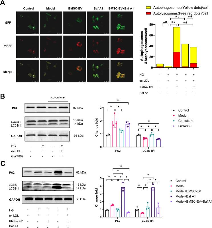 https://cdn.ncbi.nlm.nih.gov/pmc/blobs/34ac/11780875/820eededa77a/12933_2025_2603_Fig5_HTML.jpg