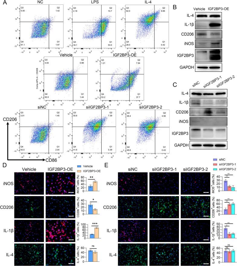 https://cdn.ncbi.nlm.nih.gov/pmc/blobs/34ae/10204300/250276f16200/12967_2023_4173_Fig9_HTML.jpg