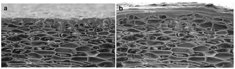 https://cdn.ncbi.nlm.nih.gov/pmc/blobs/34af/10180912/80cf339d8e17/plants-12-01887-g002.jpg
