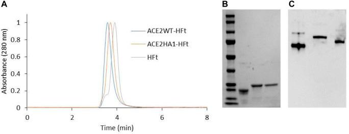 https://cdn.ncbi.nlm.nih.gov/pmc/blobs/34af/10797010/983aadeeb93f/fmolb-10-1332359-g005.jpg