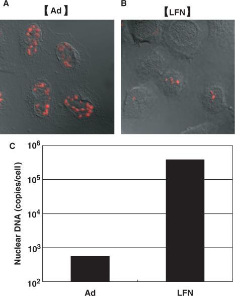 https://cdn.ncbi.nlm.nih.gov/pmc/blobs/34b0/1865055/22b00c1e8217/gkl1165f4.jpg