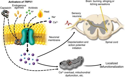 https://cdn.ncbi.nlm.nih.gov/pmc/blobs/34b1/3169333/0d310d5ba56d/aer26002.jpg