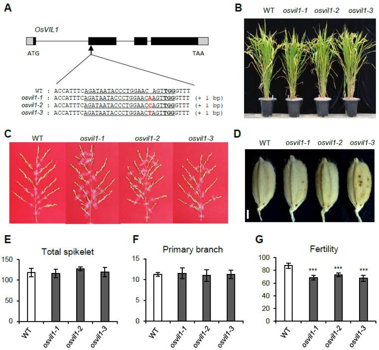 https://cdn.ncbi.nlm.nih.gov/pmc/blobs/34b1/8747509/66fa14ac6ef1/plants-11-00083-g002.jpg