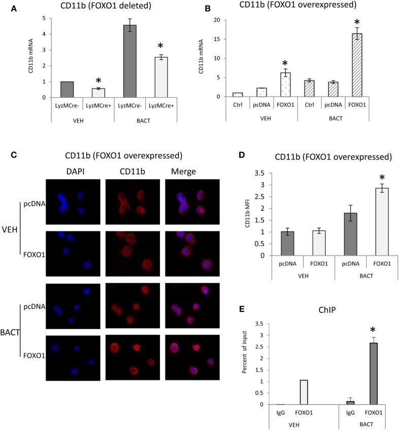 https://cdn.ncbi.nlm.nih.gov/pmc/blobs/34b2/5591501/39145d3c81fc/fimmu-08-01088-g005.jpg