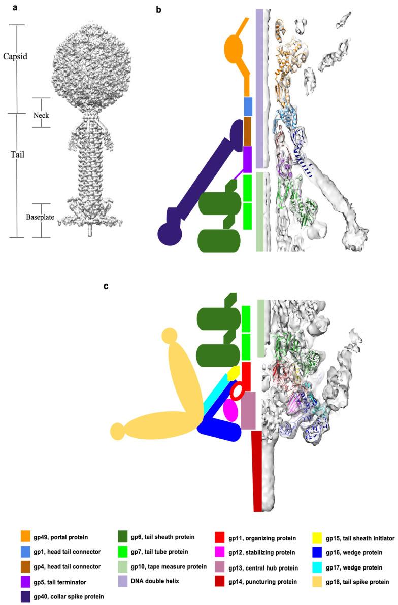 https://cdn.ncbi.nlm.nih.gov/pmc/blobs/34b6/10457771/28186d137e7e/viruses-15-01673-g001.jpg