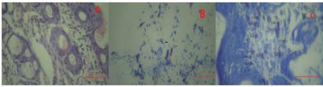 https://cdn.ncbi.nlm.nih.gov/pmc/blobs/34b6/12033013/fcb659e94b33/AJP-15-1070-g006.jpg