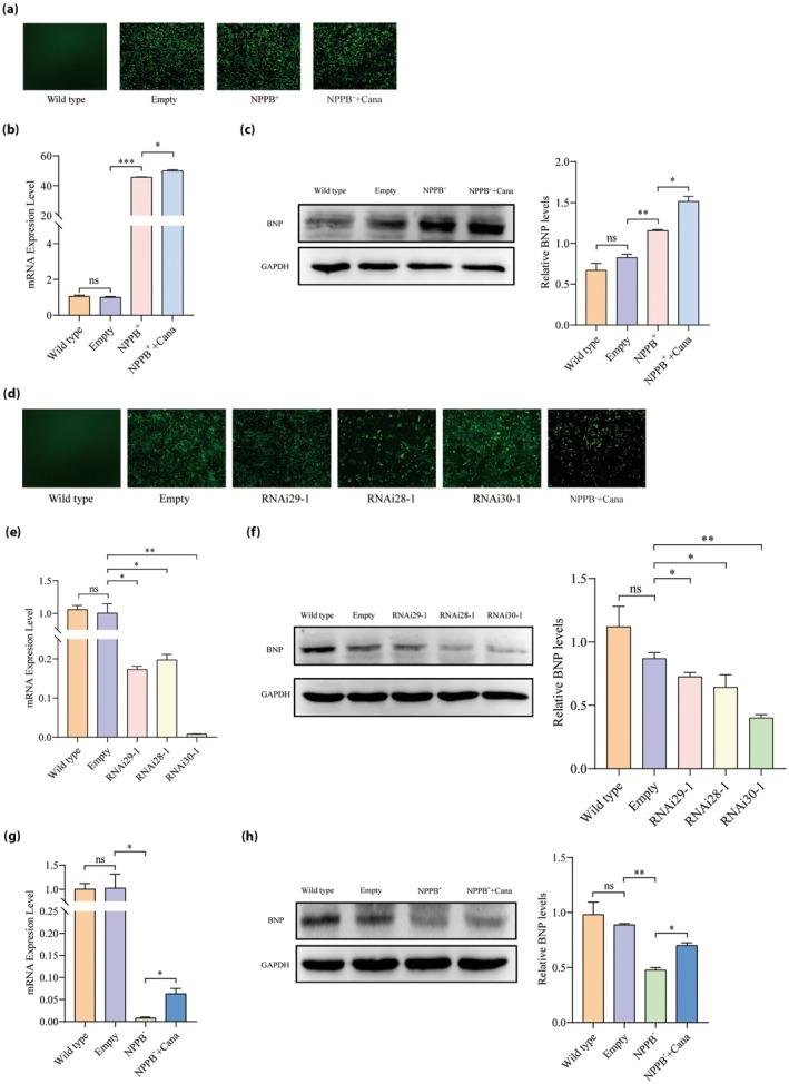 https://cdn.ncbi.nlm.nih.gov/pmc/blobs/34b8/12315230/d13a64b9c900/JDI-16-1430-g002.jpg