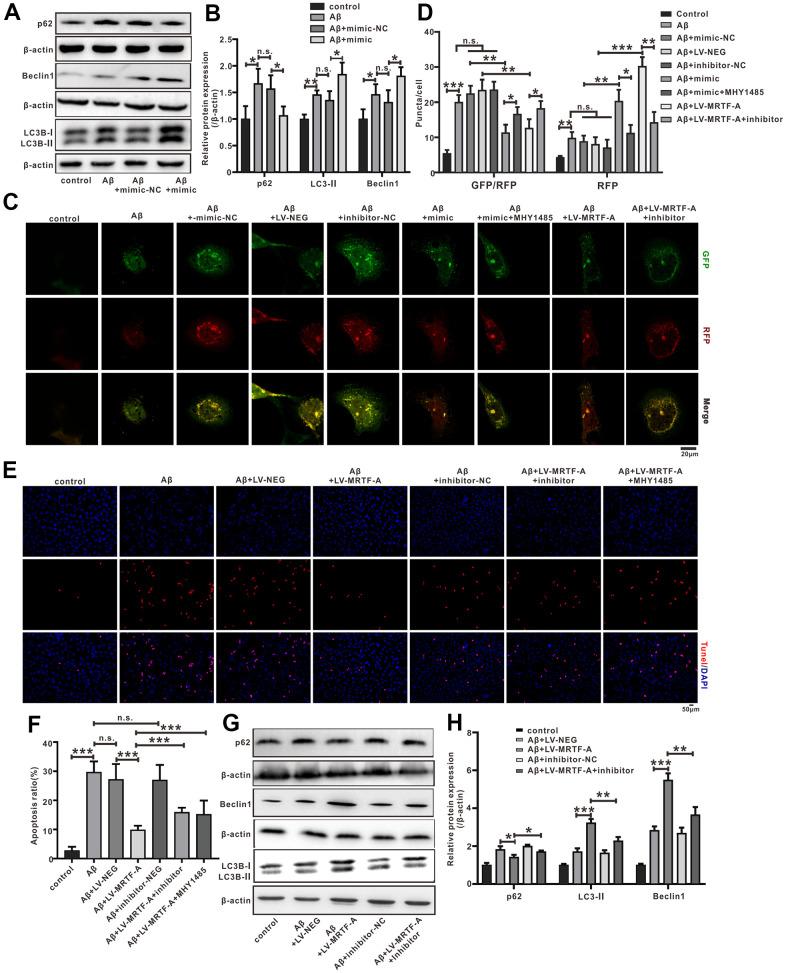 https://cdn.ncbi.nlm.nih.gov/pmc/blobs/34b9/9186769/7255c395fb18/aging-14-203883-g007.jpg