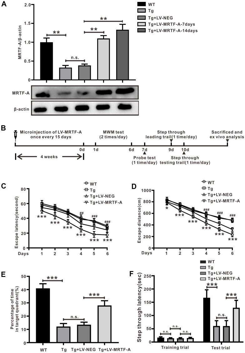 https://cdn.ncbi.nlm.nih.gov/pmc/blobs/34b9/9186769/e9d0c8e723b9/aging-14-203883-g001.jpg