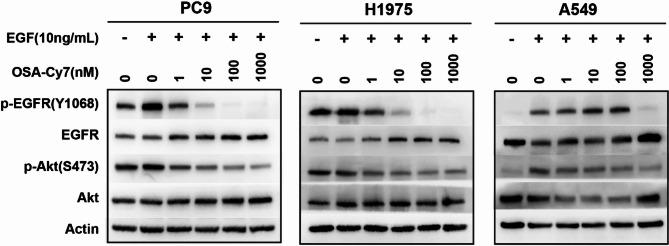 https://cdn.ncbi.nlm.nih.gov/pmc/blobs/34ba/12379436/5fac9455b498/12896_2025_1025_Fig4_HTML.jpg