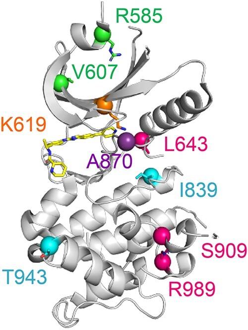 https://cdn.ncbi.nlm.nih.gov/pmc/blobs/34be/11336063/093234c17994/ddae082f4.jpg