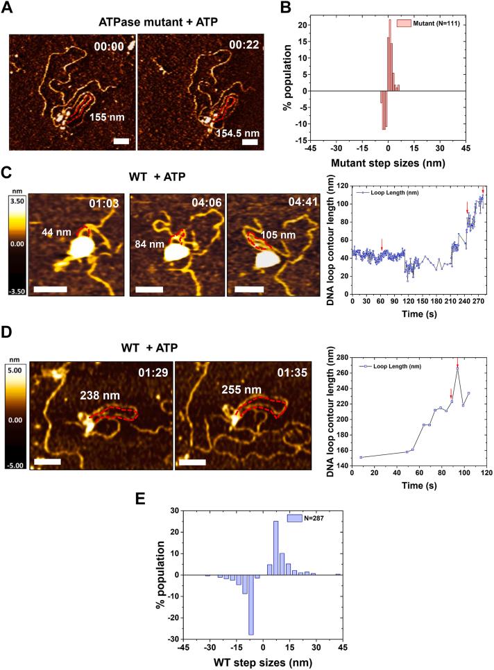 https://cdn.ncbi.nlm.nih.gov/pmc/blobs/34bf/10656236/e0095d148f5e/gr7.jpg