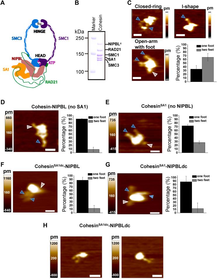 https://cdn.ncbi.nlm.nih.gov/pmc/blobs/34bf/10656236/e26ed15a7bd7/gr1.jpg