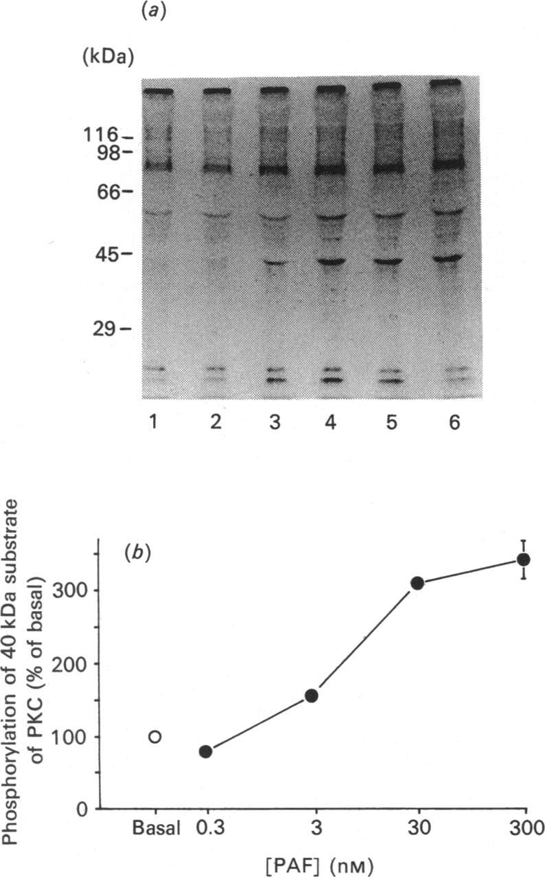 https://cdn.ncbi.nlm.nih.gov/pmc/blobs/34c1/1151476/eaad8585b609/biochemj00153-0250-a.jpg