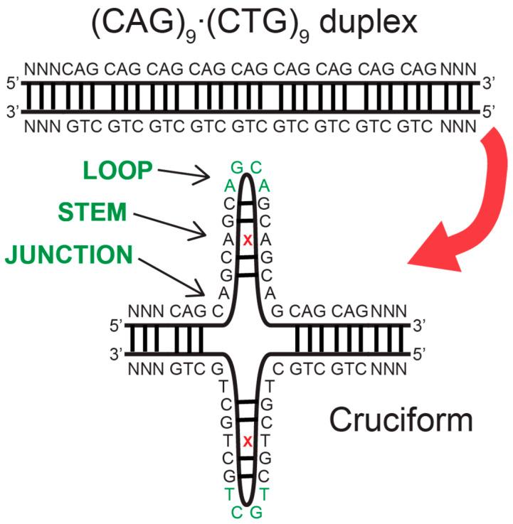https://cdn.ncbi.nlm.nih.gov/pmc/blobs/34c2/11505666/bd72279b4464/biomolecules-14-01278-g007.jpg