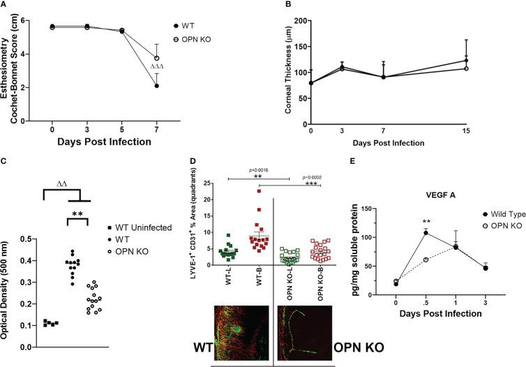 https://cdn.ncbi.nlm.nih.gov/pmc/blobs/34c4/9846535/856b5dd0db50/fimmu-13-1028341-g007.jpg