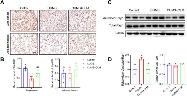 https://cdn.ncbi.nlm.nih.gov/pmc/blobs/34c6/12332513/3d6dd840a2f2/fphar-16-1644315-g006.jpg