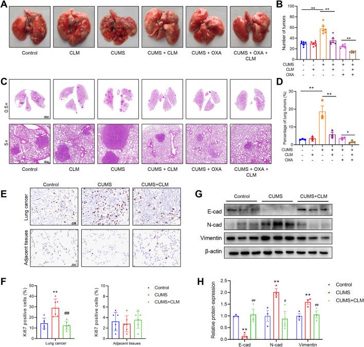 https://cdn.ncbi.nlm.nih.gov/pmc/blobs/34c6/12332513/b285c9daa4b6/fphar-16-1644315-g004.jpg