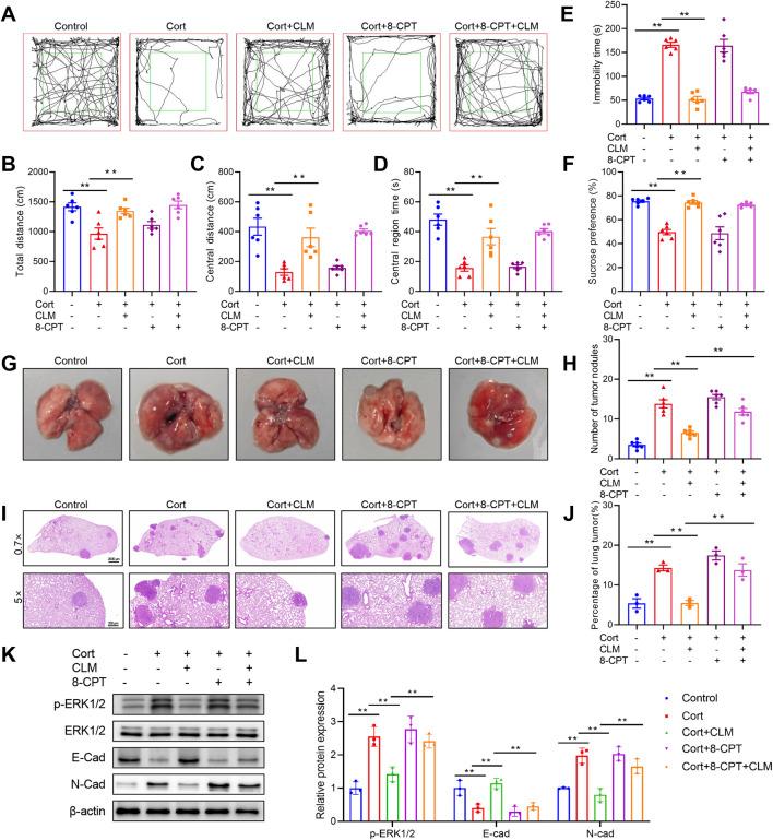 https://cdn.ncbi.nlm.nih.gov/pmc/blobs/34c6/12332513/eabb59f83f76/fphar-16-1644315-g009.jpg