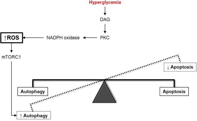 https://cdn.ncbi.nlm.nih.gov/pmc/blobs/34c8/5833737/1ff7e42ce36d/41419_2017_135_Fig2_HTML.jpg