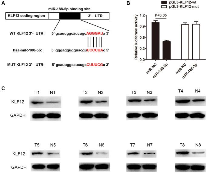 https://cdn.ncbi.nlm.nih.gov/pmc/blobs/34c8/8544313/0ac78914ee75/aging-13-203632-g007.jpg