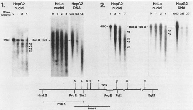 https://cdn.ncbi.nlm.nih.gov/pmc/blobs/34ca/363081/3a247f0070c1/molcellb00061-0099-a.jpg
