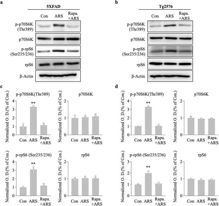 https://cdn.ncbi.nlm.nih.gov/pmc/blobs/34cb/11919636/feabef9c82fc/CNS-31-e70335-g003.jpg