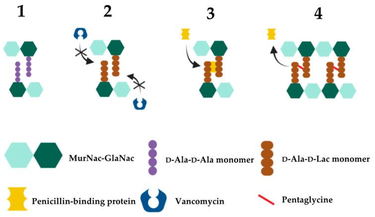 https://cdn.ncbi.nlm.nih.gov/pmc/blobs/34cc/9866002/1ba9d0b4ca58/microorganisms-11-00024-g004.jpg