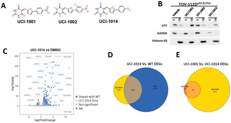 https://cdn.ncbi.nlm.nih.gov/pmc/blobs/34cf/11352488/9fec35d270e0/biomolecules-14-00967-g006.jpg