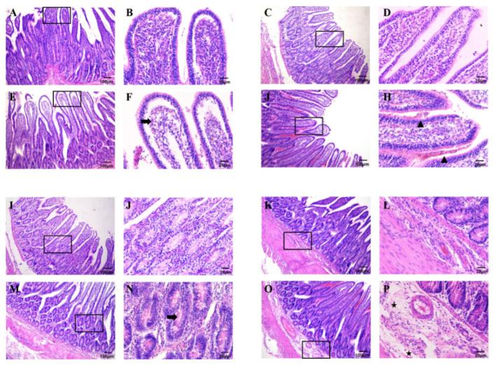 https://cdn.ncbi.nlm.nih.gov/pmc/blobs/34d0/12386127/82bc994daeb2/genes-16-00949-g002.jpg