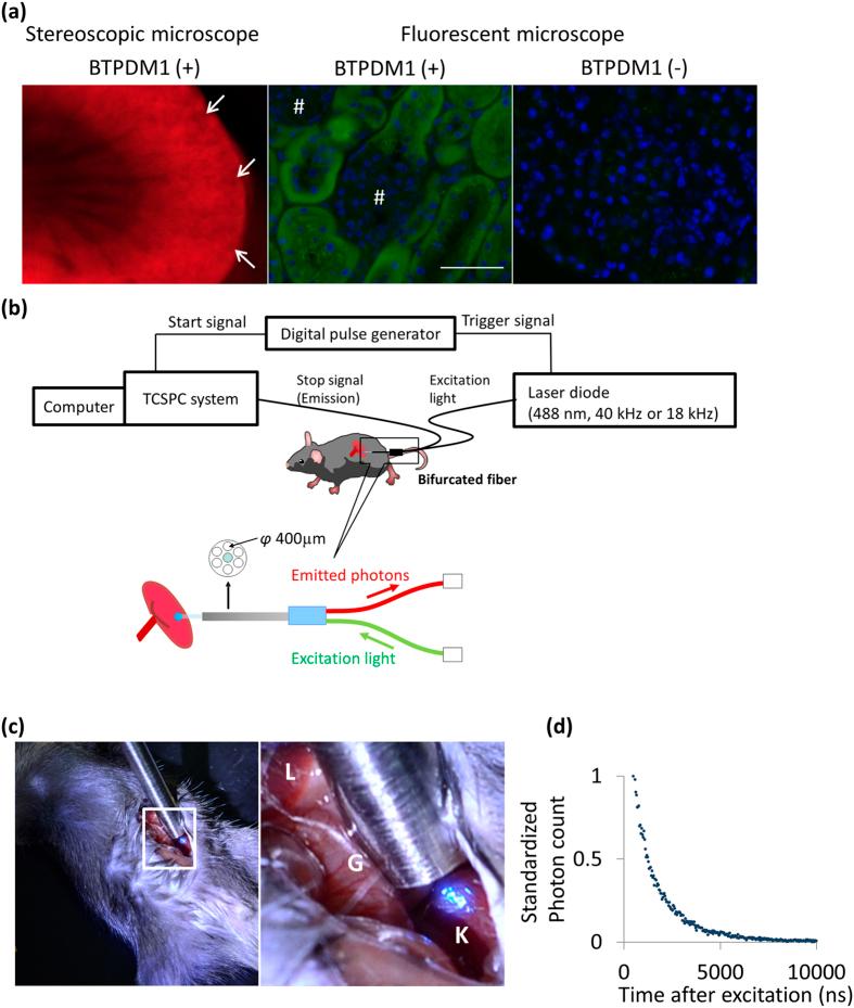 https://cdn.ncbi.nlm.nih.gov/pmc/blobs/34d1/4672317/2bd9407693c2/srep17838-f3.jpg