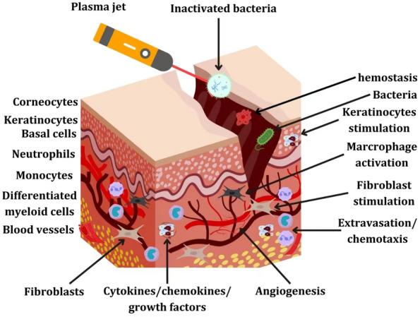 https://cdn.ncbi.nlm.nih.gov/pmc/blobs/34d2/11453049/6fa7fa02e691/40001_2024_2088_Fig4_HTML.jpg