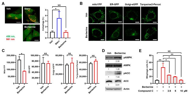 https://cdn.ncbi.nlm.nih.gov/pmc/blobs/34d6/10779002/b51dcad02f09/ijms-25-00219-g004.jpg