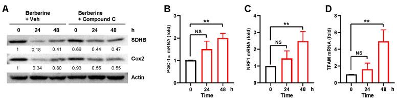 https://cdn.ncbi.nlm.nih.gov/pmc/blobs/34d6/10779002/ed5508280d6c/ijms-25-00219-g005.jpg
