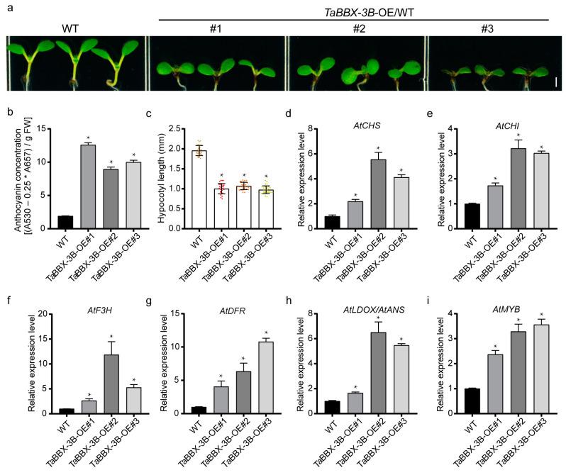 https://cdn.ncbi.nlm.nih.gov/pmc/blobs/34d8/10458647/09bc14c52bef/plants-12-02996-g006.jpg