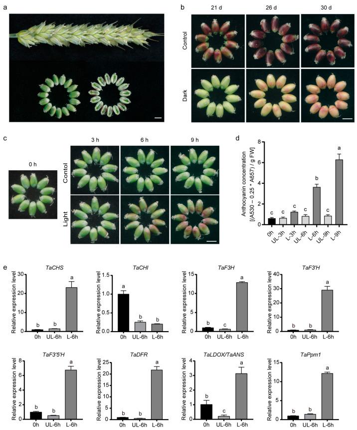 https://cdn.ncbi.nlm.nih.gov/pmc/blobs/34d8/10458647/e87ef100145d/plants-12-02996-g001.jpg