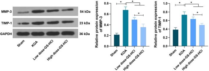 https://cdn.ncbi.nlm.nih.gov/pmc/blobs/34d8/12087291/533196865093/JCMM-29-e70579-g003.jpg