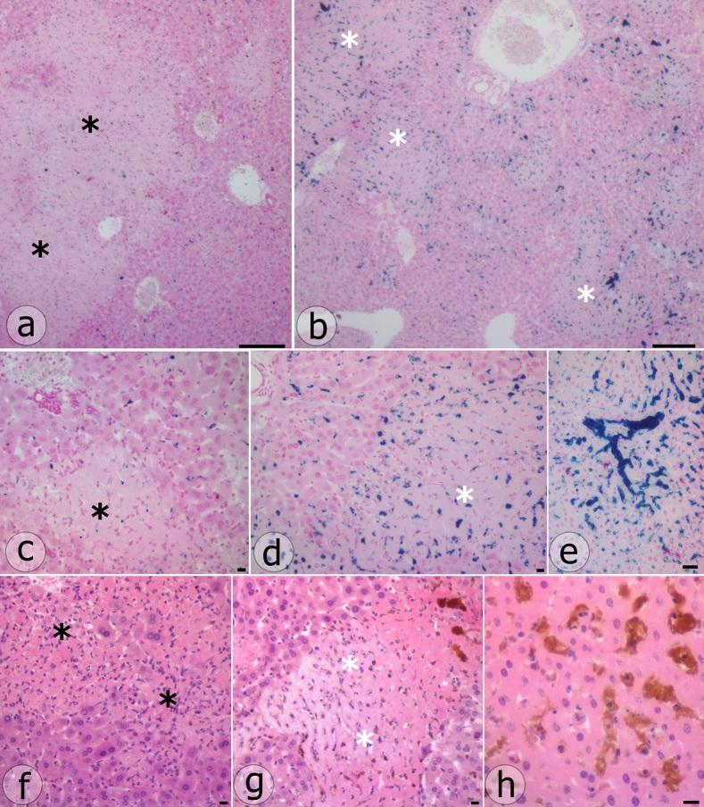 https://cdn.ncbi.nlm.nih.gov/pmc/blobs/34d9/9590356/1dc577660242/CHSJ-48-02-146-fig3.jpg
