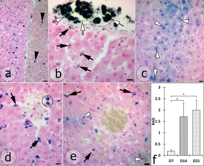 https://cdn.ncbi.nlm.nih.gov/pmc/blobs/34d9/9590356/790ec86ef835/CHSJ-48-02-146-fig1.jpg