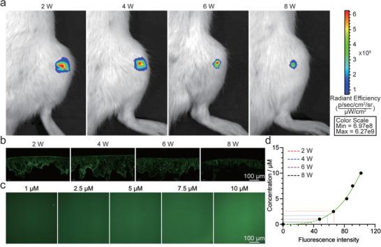 https://cdn.ncbi.nlm.nih.gov/pmc/blobs/34da/10214257/13fbeab51f97/ADVS-10-2207438-g001.jpg