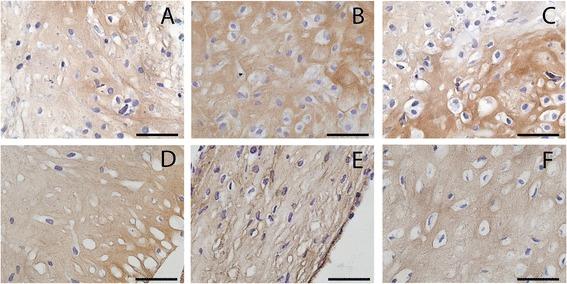 https://cdn.ncbi.nlm.nih.gov/pmc/blobs/34db/4201683/5b0fdcb863da/13075_2014_441_Fig3_HTML.jpg