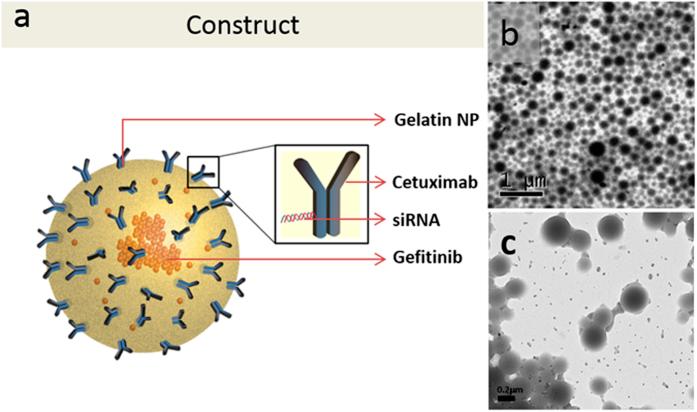 https://cdn.ncbi.nlm.nih.gov/pmc/blobs/34db/4987653/17c90d9fc1d0/srep30245-f1.jpg