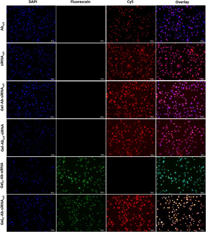 https://cdn.ncbi.nlm.nih.gov/pmc/blobs/34db/4987653/69ce0718d7ed/srep30245-f3.jpg