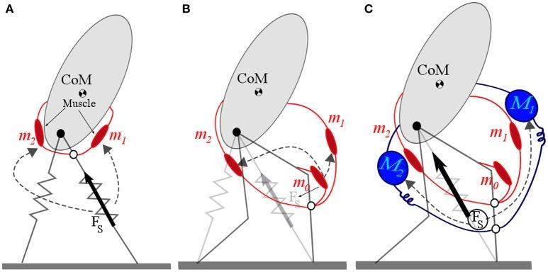 https://cdn.ncbi.nlm.nih.gov/pmc/blobs/34db/5591611/fdfdfe261b50/fnbot-11-00044-g0005.jpg