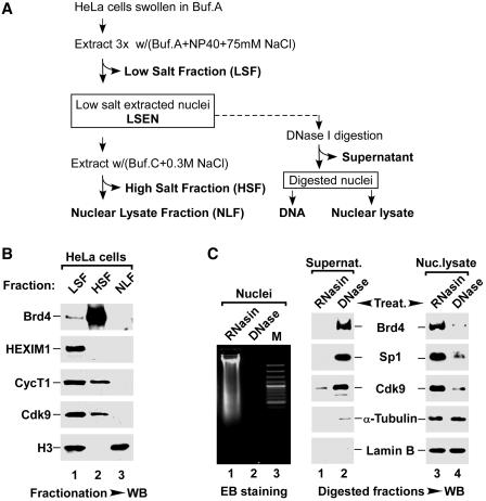 https://cdn.ncbi.nlm.nih.gov/pmc/blobs/34de/3239188/efcd587fbd12/gkr698f1.jpg