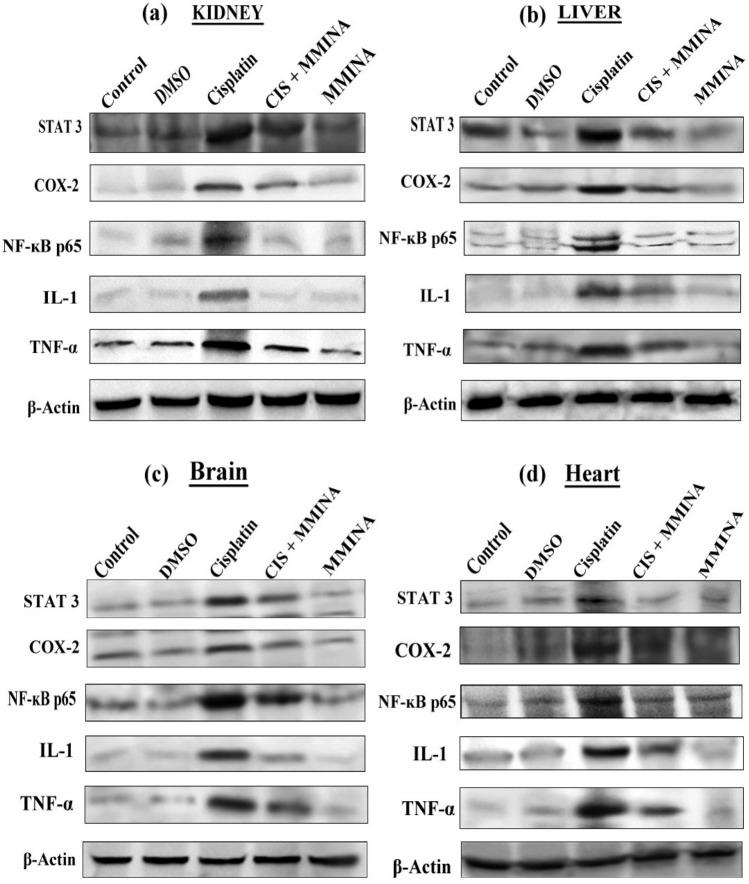 https://cdn.ncbi.nlm.nih.gov/pmc/blobs/34de/7973782/67c624db97cc/41598_2021_84748_Fig5_HTML.jpg