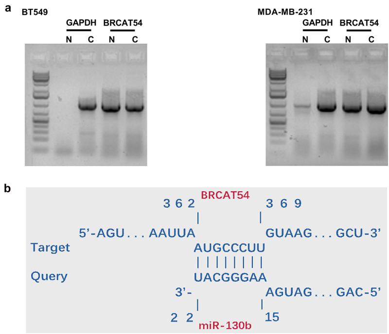 https://cdn.ncbi.nlm.nih.gov/pmc/blobs/34df/8973633/5ddf71f78c0f/KBIE_A_2031393_F0002_OC.jpg