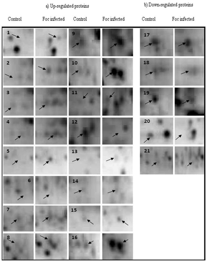 https://cdn.ncbi.nlm.nih.gov/pmc/blobs/34e1/5217371/c3befe9b99d6/proteomes-04-00009-g002.jpg